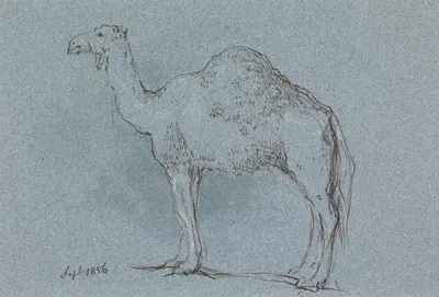 A Camel, Facing Left, Sept. 1856 by Джордж Джонс — digital art print download