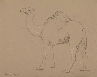 A Camel, Facing Left, Sept. 3, 1850 by Джордж Джонс, 1850 — digital art print download