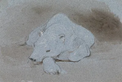 A Polar Bear, Asleep, Front View by Джордж Джонс — digital art print download
