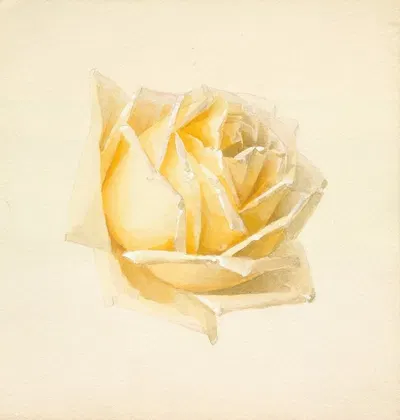 Study of a Rose by Paul de Longpre — digital art print download