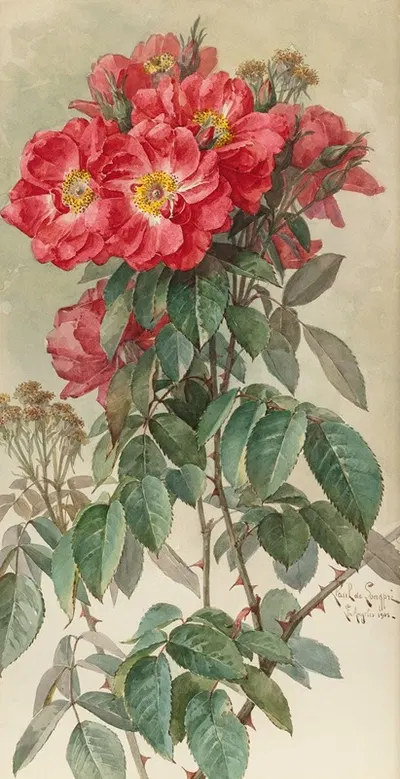 Branches of Ragged Robin Roses by Paul de Longpre, 1903 — digital art print download