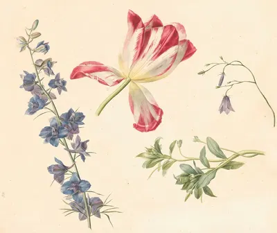 Bloemstudies by Albertus Jonas Brandt, 1798 - 1821 — digital art print download