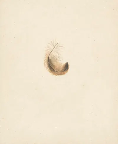 Studie van een veertje by Albertus Steenbergen, 1824 - 1900 — digital art print download