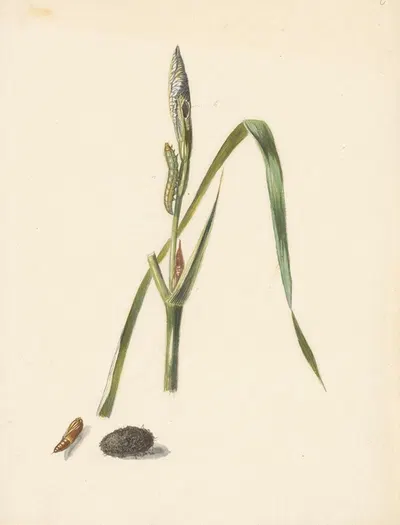 Studie van Iris met rups, eronder een cocon en ingesponnen rups by Albertus Steenbergen, 1824 - 1900 — digital art print…