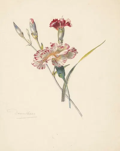 Studieblad met Anjers by Albertus Steenbergen, 1824 - 1900 — digital art print download