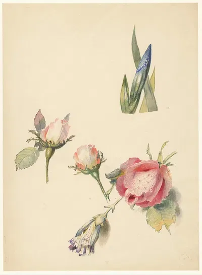 Studieblad met drie rozen en een iris by Albertus Steenbergen, 1824 - 1900 — digital art print download