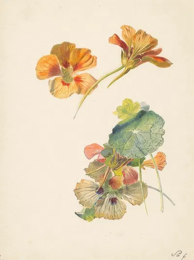 Studieblad met Oost-Indische kers by Albertus Steenbergen, 1824 - 1900 — digital art print download