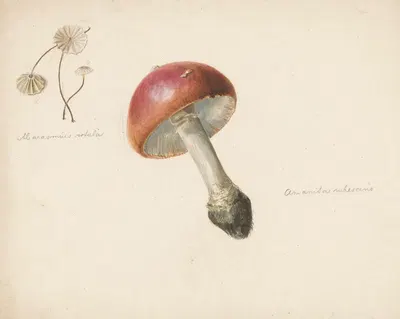 Studieblad met paddestoelen, de Amanita Rubescens en de Marasmius Rotula by Albertus Steenbergen, 1824 - 1900 — digital art…