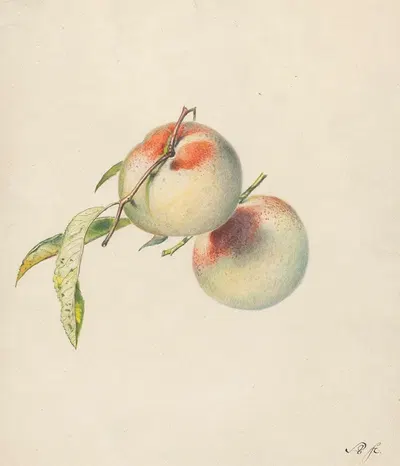 Twee perziken aan hun steeltjes by Albertus Steenbergen, 1824 - 1900 — digital art print download