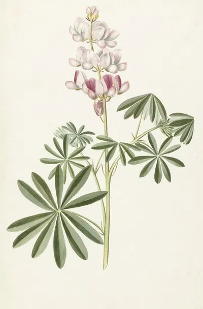 Lupine by Alida Withoos, 1670 - 1715 — digital art print download