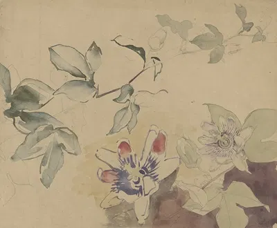 Studieblad met passiebloemen by Антон Деркиндерен, 1869 - 1925 — digital art print download