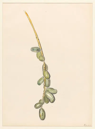 Takje van een dadelpalm met groene vruchten by Барбара Элизабет ван Хаутен, 1872 - 1950 — digital art print download