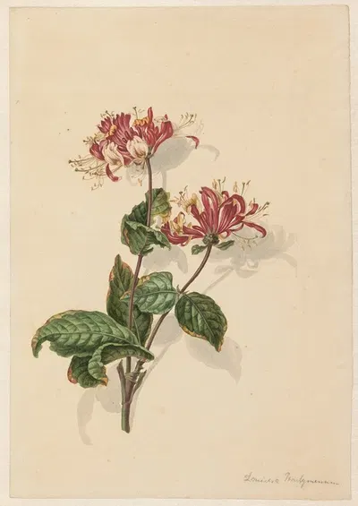 Tak wilde kamperfoelie (Lonicera periclymenum) by Баренд Хендрик Тир, 1750 - 1811 — digital art print download