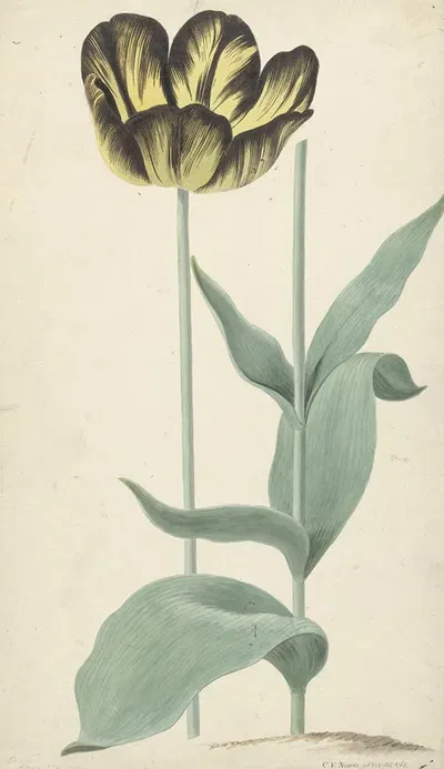 De tulp Bizard Catafalque by Cornelis van Noorde, 1765 — digital art print download