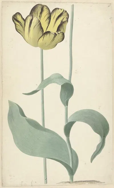 De tulp Bizard Louis d'Effroy by Cornelis van Noorde, 1765 — digital art print download