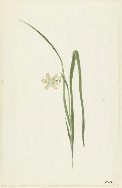 Iris by Cornelis van Noorde, 1741 - 1795 — digital art print download