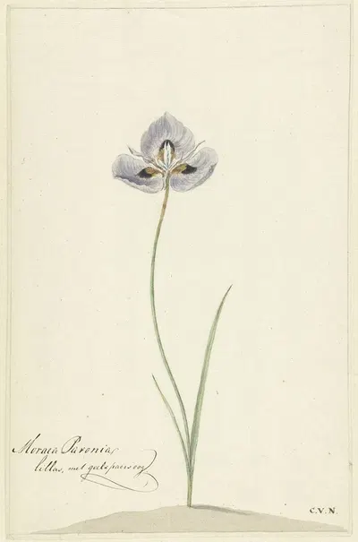 Iris by Cornelis van Noorde, 1741 - 1795 — digital art print download