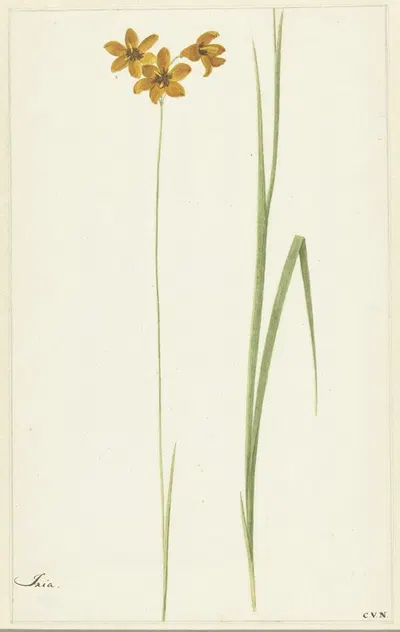 Ixia by Cornelis van Noorde, 1741 - 1795 — digital art print download