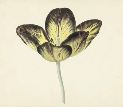 Tulp genaamd Bizard Egiptienne by Cornelis van Noorde, 1741 - 1795 — digital art print download