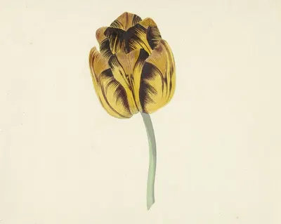 Tulp genaamd Bizard Leodie by Cornelis van Noorde, 1741 - 1795 — digital art print download