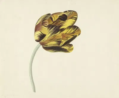 Tulp genaamd Bizard Phoenix by Cornelis van Noorde, 1741 - 1795 — digital art print download
