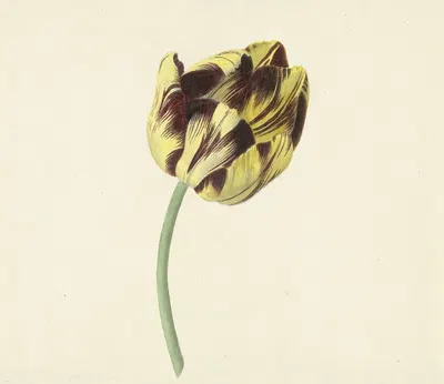 Tulp genaamd Bizard Pontifex Romanus by Cornelis van Noorde, 1741 - 1795 — digital art print download