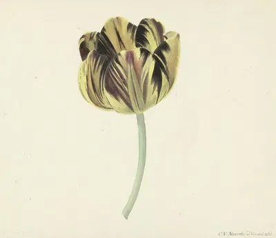 Tulp genaamd Bizard Rosette by Cornelis van Noorde, 1741 - 1795 — digital art print download