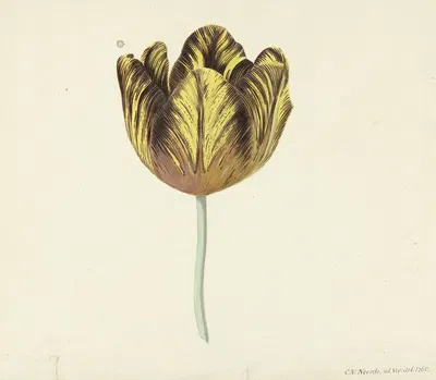 Tulp genaamd Bizard Sub. A by Cornelis van Noorde, 1765 — digital art print download