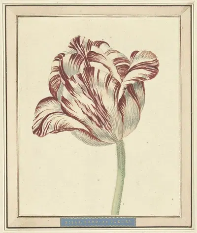 Tulp, met de naam Bisar, Kardinaal de Fleuri by Daniël Marot the younger, 1730 — digital art print download