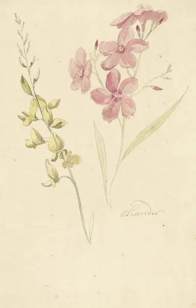 Oleander en brem by Элиас ван Неймеген, 1677 - 1755 — digital art print download