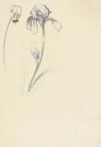 Studie van iris en cyclaam by Элиас ван Неймеген, 1677 - 1755 — digital art print download