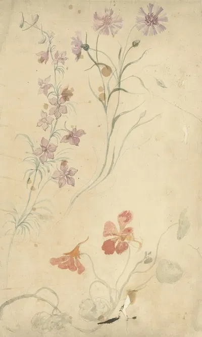 Studies van ridderspoor, anjer en Oostindische kers by Элиас ван Неймеген, 1677 - 1755 — digital art print download
