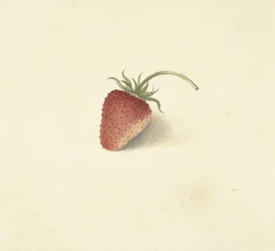Aardbei by Elisabeth Geertruida van de Kasteele, 1818 - 1853 — digital art print download