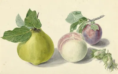 Een peer, perzik, pruim en noten, after Michiel van Huysum by Elisabeth Geertruida van de Kasteele, 1818 - 1853 — digital…