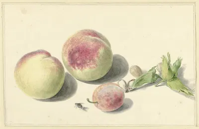 Perziken, noten, een pruim en een vlieg, after Michiel van Huysum by Elisabeth Geertruida van de Kasteele, 1818 - 1853 —…