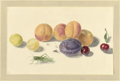 Perziken, pruimen, kersen en twee insecten, after Michiel van Huysum by Elisabeth Geertruida van de Kasteele, 1818 - 1853 —…
