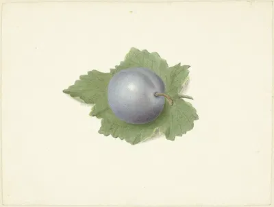 Pruim op een blad by Elisabeth Geertruida van de Kasteele, 1818 - 1853 — digital art print download