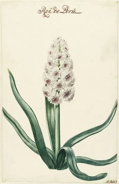 Witte hyacint by Hendrik Budde, 1720 - 1729 — digital art print download