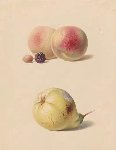 Perzik, braam en hazelnoot en een peer by Hendrik Reekers, 1835 — digital art print download