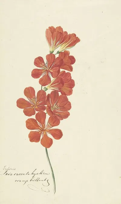 Tritonia Crocata (Flame Freesia) by Hendrik Schwegman, c. 1780 — digital art print download