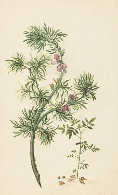 Brem (Genista) by Herman Henstenburgh, 1685 — digital art print download