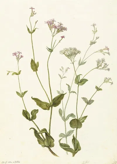 Bladder Senna and Sticky Catchfly by Херман Сафлевен, 1682 — digital art print download