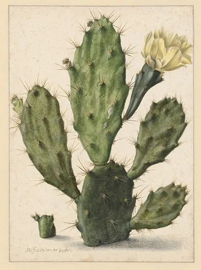 Pear Cactus in Bloom by Херман Сафлевен, 1683 — digital art print download