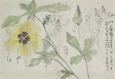 Schetsblad met malve by Ishikawa Kazan, 1800 - 1900 — digital art print download