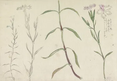 Schetsblad met studies van een wilde anjelier by Ishikawa Kazan, 1800 - 1900 — digital art print download