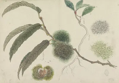 Tamme kastanjes aan een tak by Ishikawa Kazan, 1800 - 1900 — digital art print download