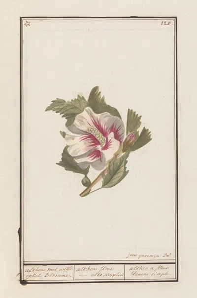 Hibiscus (Hibiscus syriacus) by Jan Anton Garemyn, 1790 - 1799 — digital art print download