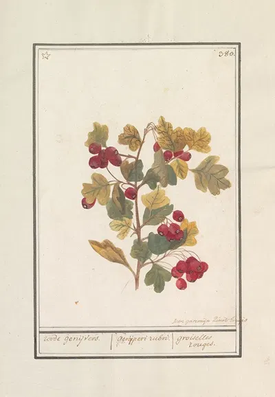 Meidoorn (Crataegus) by Jan Anton Garemyn, 1790 - 1799 — digital art print download