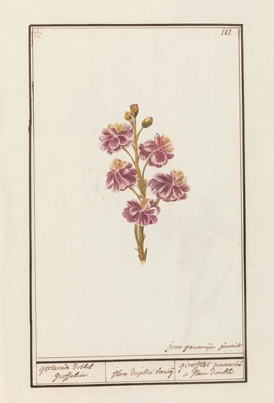 Muurbloem (Erysimum cheiri) by Jan Anton Garemyn, 1790 - 1799 — digital art print download