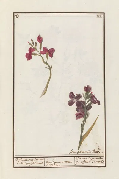 Muurbloem (Erysimum cheiri) by Jan Anton Garemyn, 1790 - 1799 — digital art print download
